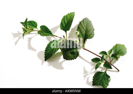 Lippia Dulcis, close-up Stockfoto