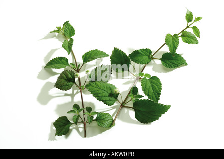 Lippia Dulcis, close-up Stockfoto