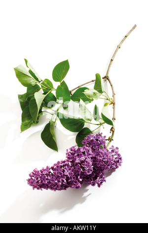 Flieder (Syringa Vulgaris), Nahaufnahme Stockfoto