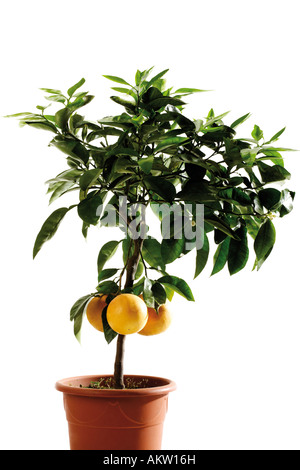 Eingemachte Grapefruit-Baum (Citrus Maxima), Nahaufnahme Stockfoto