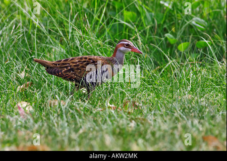 Buff-banded Schiene (Gallirallus Philippensis Mellori) lange Gras. Stockfoto