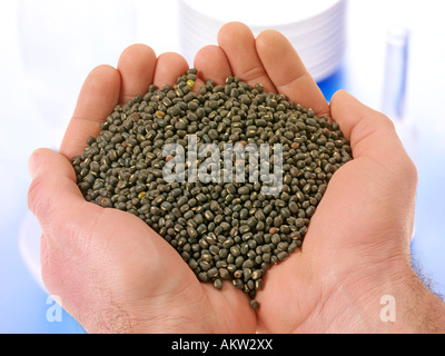 HANDVOLL SCHWARZE MUNGOBOHNEN Stockfoto