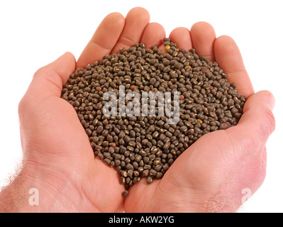 HANDVOLL SCHWARZE MUNGOBOHNEN Stockfoto