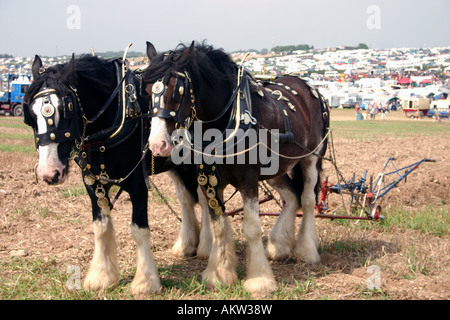 Paar von Shire Horses fahren Pflügen am Great Dorset Steam Rally 2005 Stockfoto