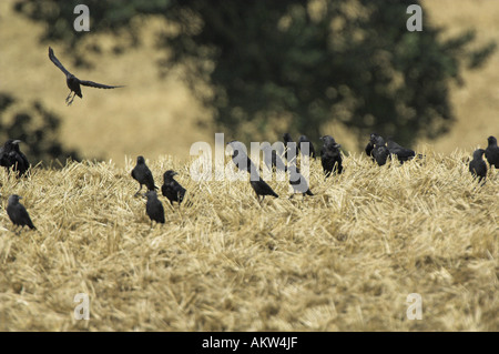 Herde der Rabenvögel auf Weizen Stoppeln Norfolk UK spät Sommer Stockfoto