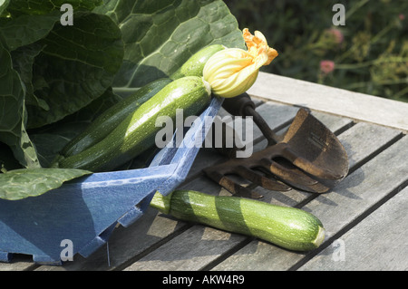 Rustikale Garten Trug mit Zucchini und Kohl und Garten-tools Stockfoto