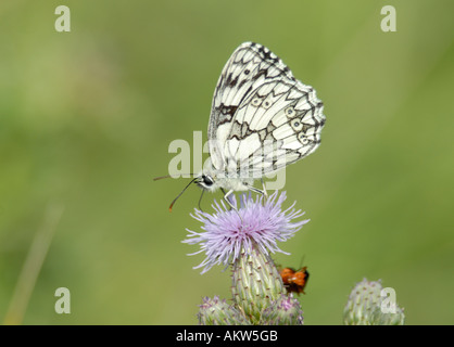 Männliche Schachbrettfalter Schmetterling Melanargia Galathea Fütterung auf eine schleichende Distel Stockfoto