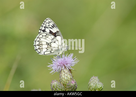 Männliche Schachbrettfalter Schmetterling Melanargia Galathea Fütterung auf eine schleichende Distel Stockfoto