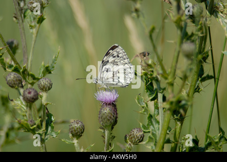 Männliche Schachbrettfalter Schmetterling Melanargia Galathea Fütterung auf eine schleichende Distel Stockfoto