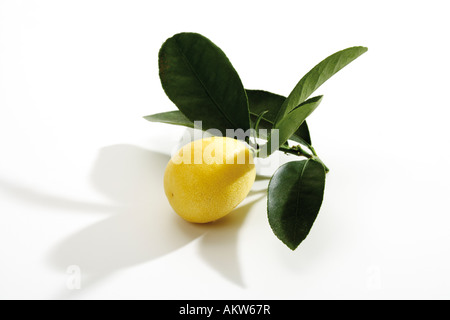 Zweig mit Limequat (Limequat Eustis), Nahaufnahme Stockfoto