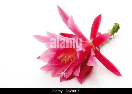 Blüte des Kaktus (Epiphyllum), Nahaufnahme Stockfoto