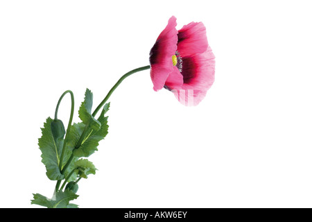 Schlafmohn (Papaver Somniferum), Nahaufnahme Stockfoto