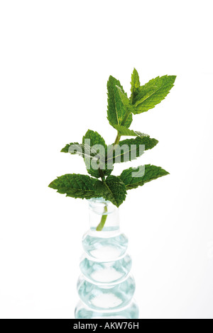 Minze in Vase (Mentha Spicata var. Crispa), Nahaufnahme Stockfoto