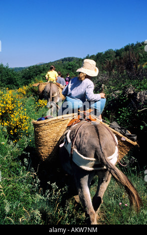 Frankreich, Gard, Cevennen Bergkette, Esel reiten, in der Nähe von Col De La Pierre Levee Stockfoto