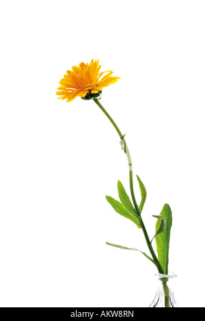 Ringelblume (Calendula Officinalis), Nahaufnahme Stockfoto