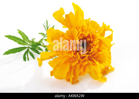 Gelbe Blüten der Ringelblume (Tagetes), Nahaufnahme Stockfoto