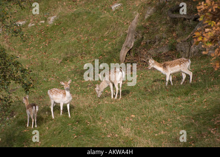vier Damhirsche ernähren sich von Grass bank Stockfoto