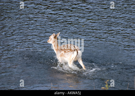 weibliche Damwild Kreuzung Fluß Stockfoto