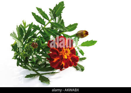 Ringelblume (Tagetes), Nahaufnahme Stockfoto