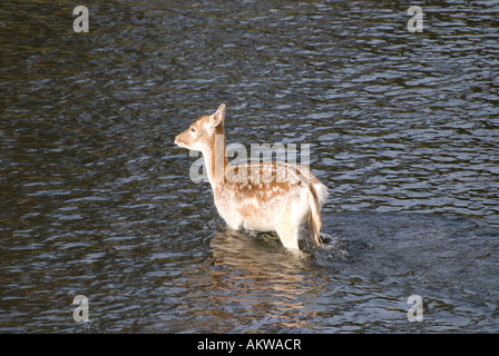 weibliche Damwild Kreuzung Fluß Stockfoto