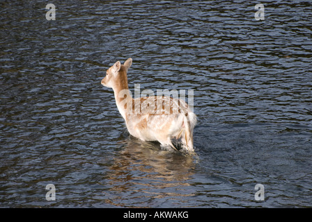 weibliche Damwild Kreuzung Fluß Stockfoto