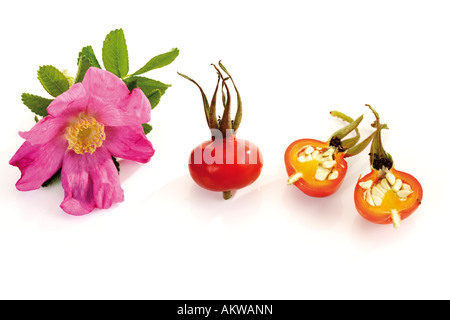 Blüten der Heckenrose und Hagebutten, close-up Stockfoto