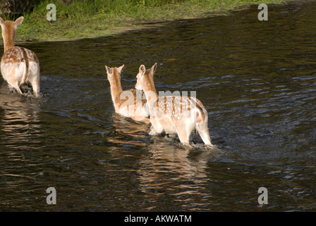 drei Damwild Fluss überquert Stockfoto