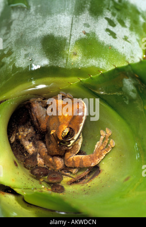 Amazonas Regenwald Lachen Frosch Osteocephalus sp, mit Mutter, Kaulquappe und Eiern. Stockfoto