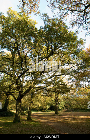 Herbstliche Aussicht auf gemeinsame Southampton Stockfoto