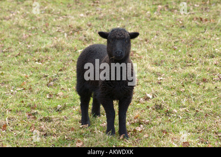 Schwarzes Lamm auf frostigen Rasen Stockfoto