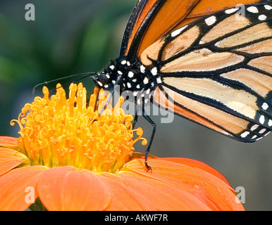 Monarchfalter SIP-Nektar aus einer Blume Daisy Stockfoto