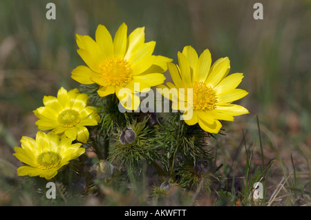 Adonis Vernalis, close-up Stockfoto