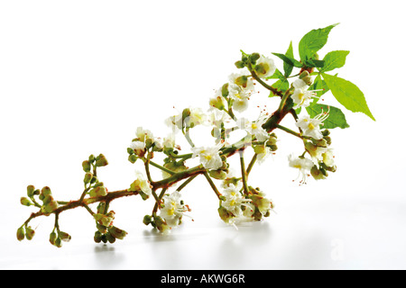 Kastanien-Blumen, close-up Stockfoto