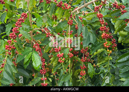 Reife Kona Kaffeebohnen auf Zweigen. Stockfoto
