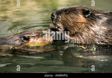Biber mit Welpen, Tier-portrait Stockfoto