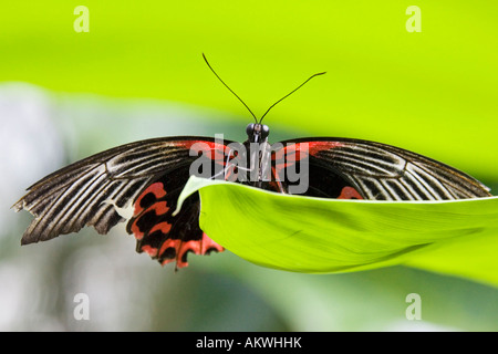 Papilio Rumanzovia Schmetterling auf Blatt, Nahaufnahme Stockfoto