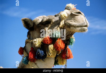 Seite Profil Portrait von Camel (Seite Profil Portrait von Camel In vollen Kopf Kleid, (Camelus Dromedarius) Stockfoto