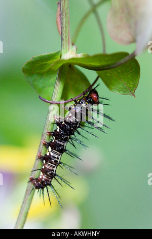 Raupe auf Blatt, (Dryas Julia), Nahaufnahme Stockfoto