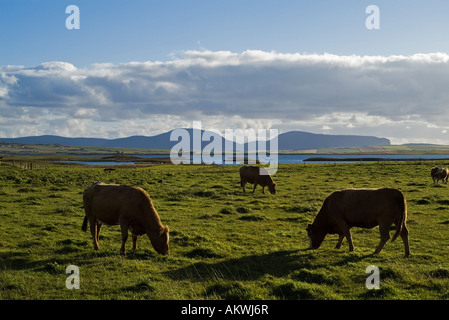 dh Kühe Landwirtschaft ORKNEY grasende Kühe im Bereich Loch Harray Stockfoto