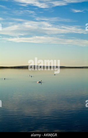 dh Loch von Stenness HARRAY ORKNEY Schwäne schwimmen im See am Abend Stockfoto
