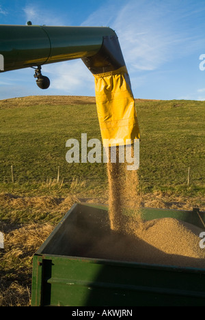 Dh ERNTE UK Mähdrescher Gerste Trichter füllen, Anhänger Stockfoto