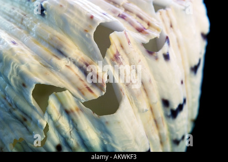 Muschel auf schwarzem Hintergrund Stockfoto