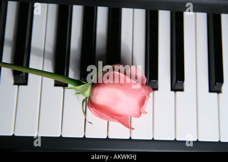 Rosa Rose auf Klavier-Tastatur Stockfoto