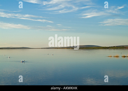 dh Loch von Stenness HARRAY ORKNEY Schwäne schwimmen im See am Abend Stockfoto