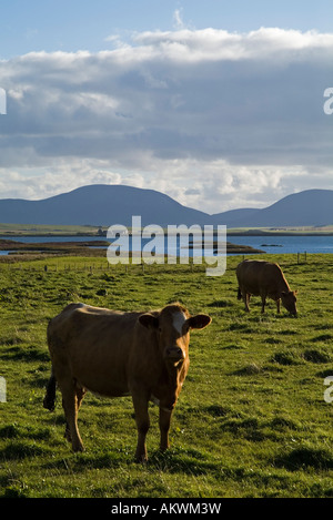 dh Kühe Landwirtschaft ORKNEY grasende Kühe im Bereich Loch Harray Stockfoto