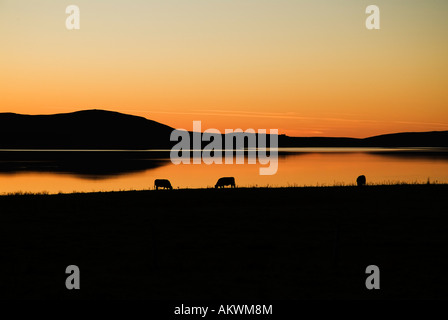 dh Loch of Stenness STENNESS ORKNEY Schottische Rinderkühe grasen bei Sonnenuntergang am Lochside uk Cattle Fields grast Livestock Field Stockfoto