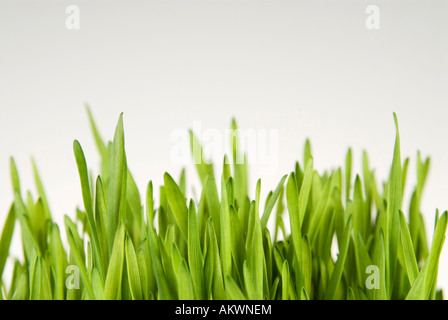 Grass, Nahaufnahme Stockfoto