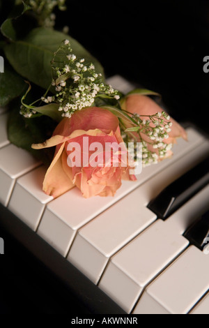 Pfirsich farbigen rose am Klavier-Tastatur Stockfoto