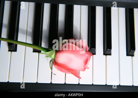 Rosa Rose auf Klavier-Tastatur Stockfoto