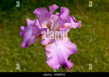 Nahaufnahme von einem violetten Bartiris mit nach einem Regen Sturm und einem grünen Hintergrund Stockfoto